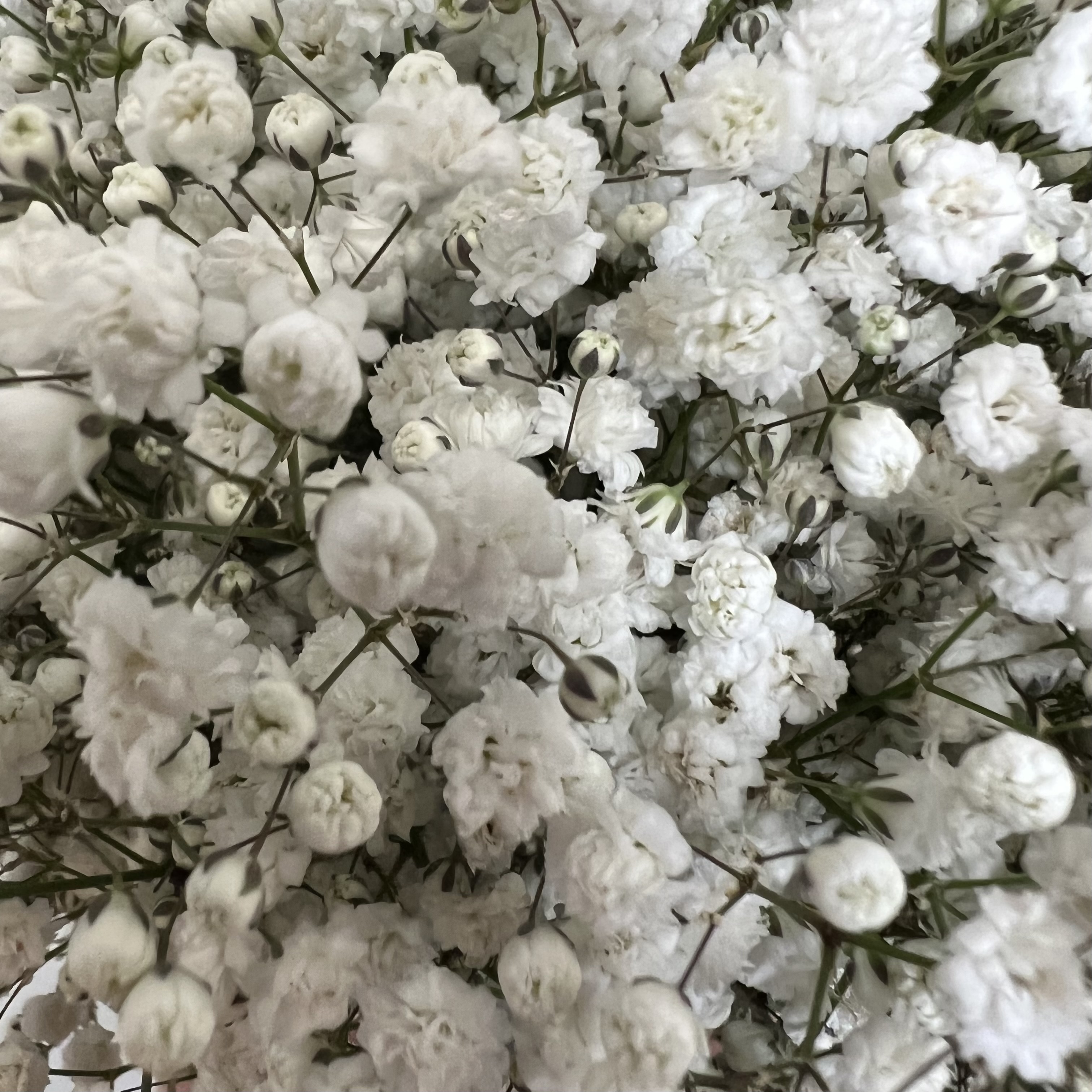 Гипсофила Букет невесты №5