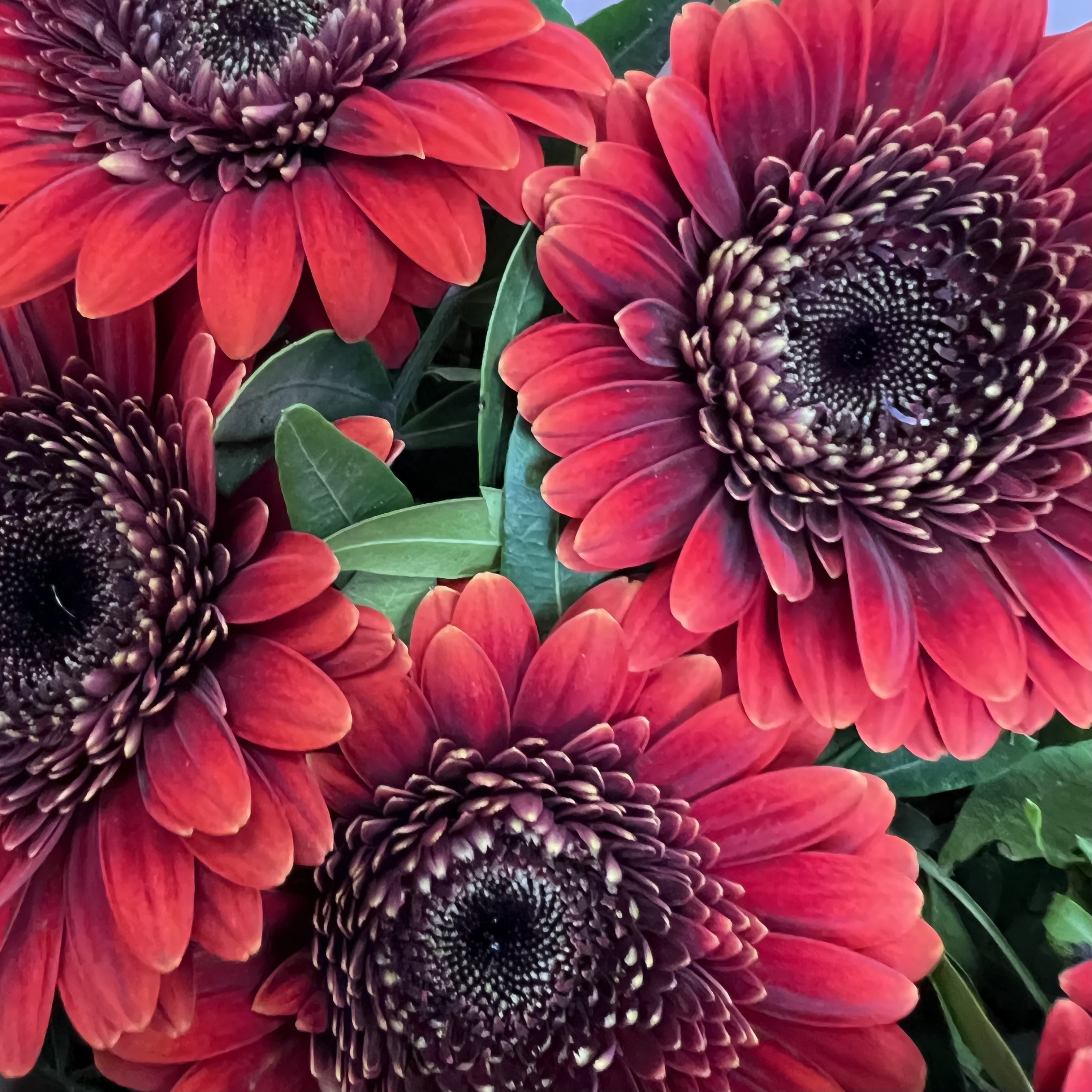 Герберы Букет Каньон