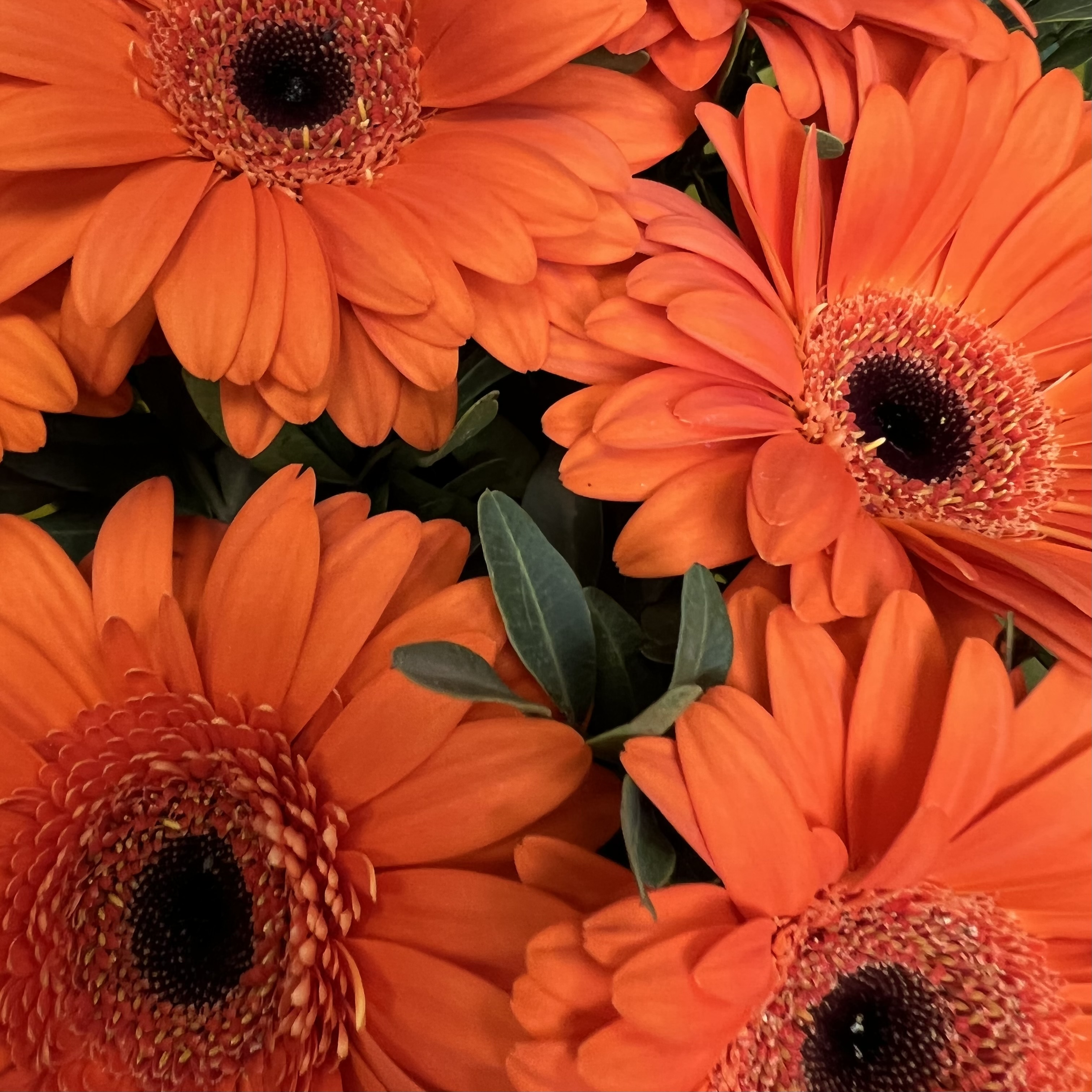 Герберы Букет Веснушки