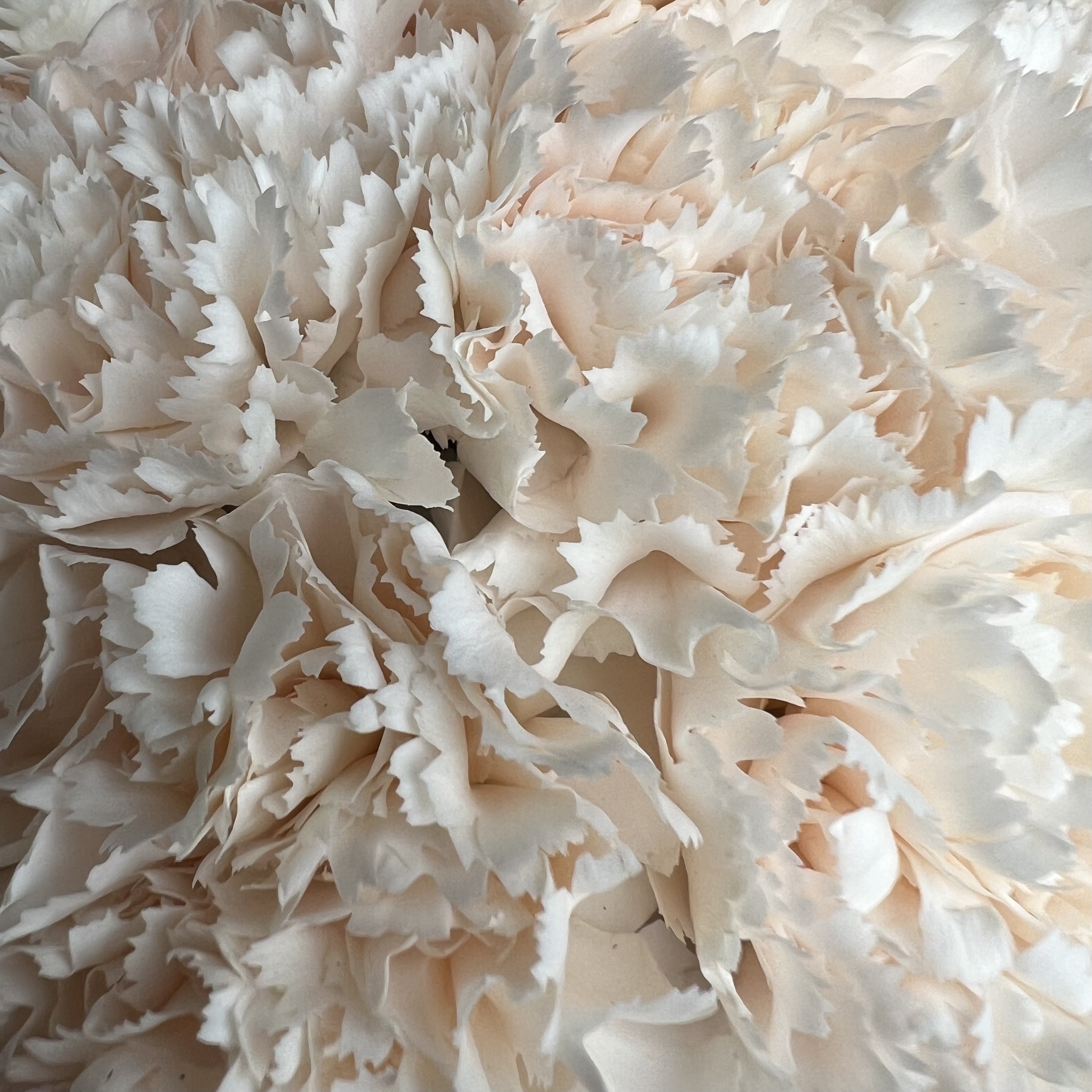 Цветы в коробке Кремовые гвоздики в коробке S