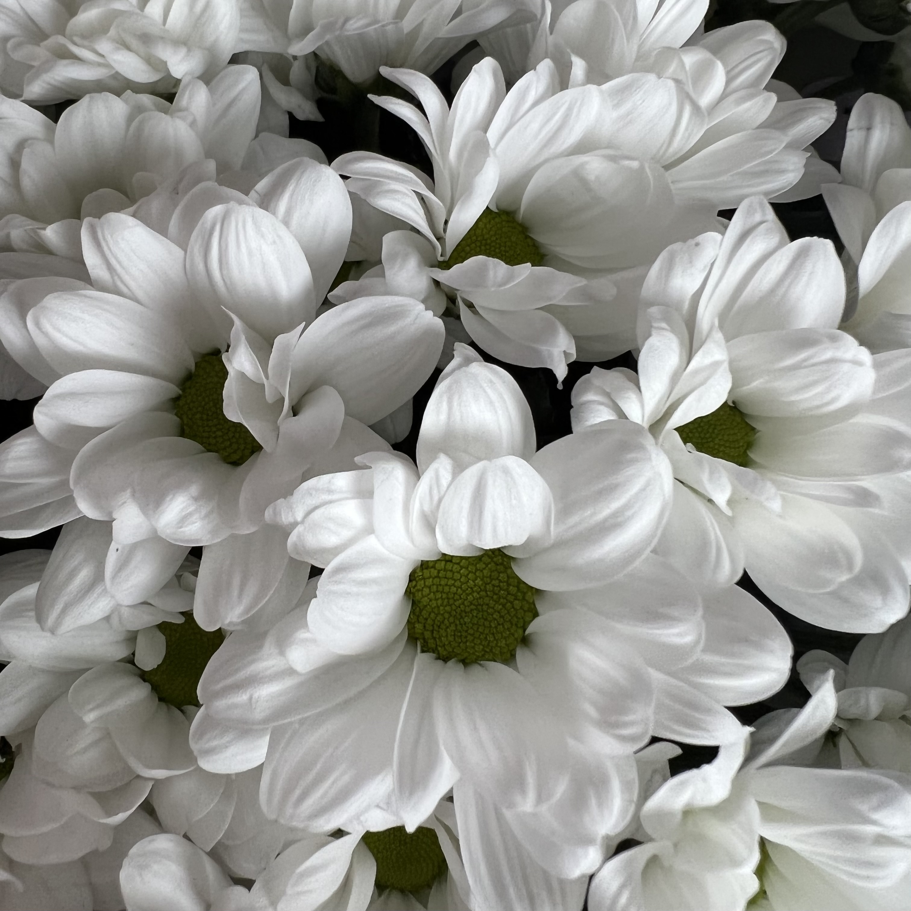 Хризантемы Букет из 9 кустовых хризантем