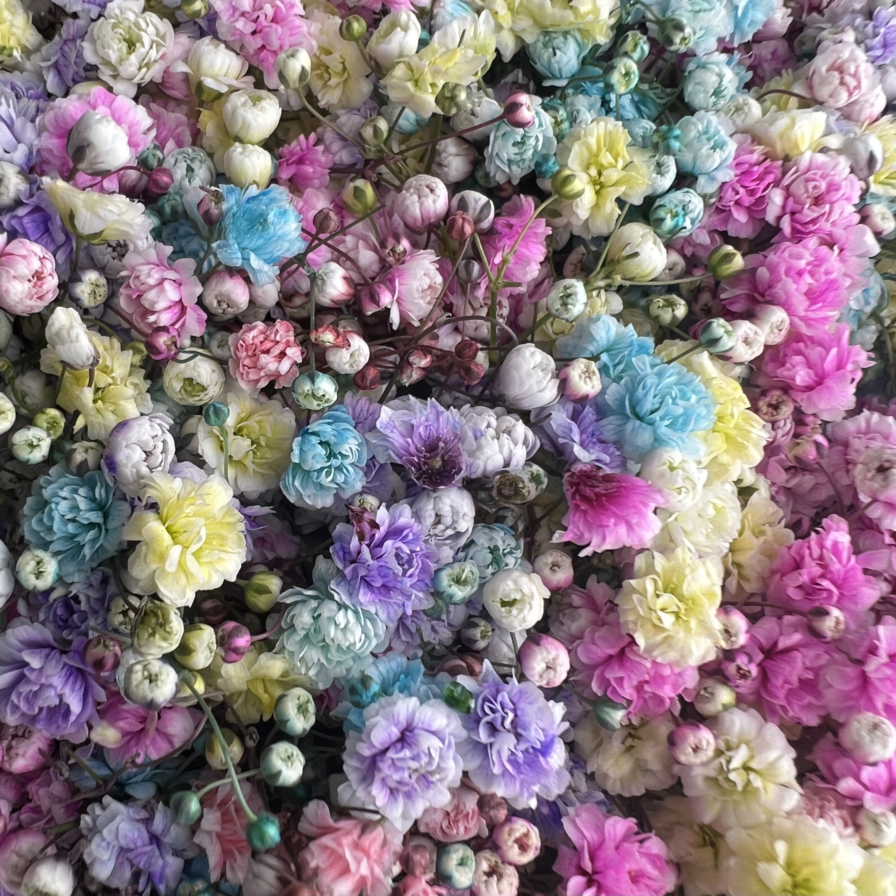 Гипсофила Цветная гипсофила в белом сердце S