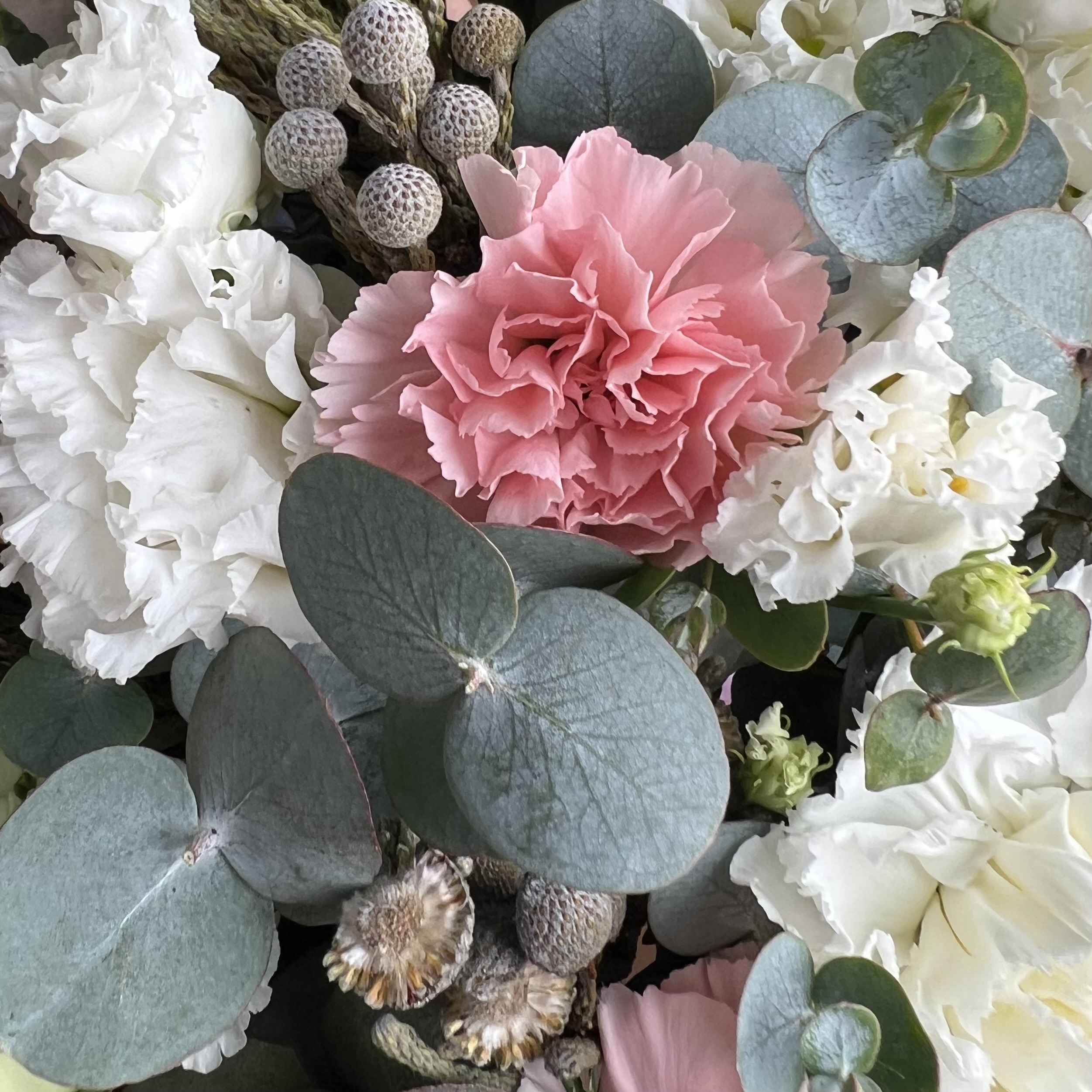 Эвкалипт Букет Монро