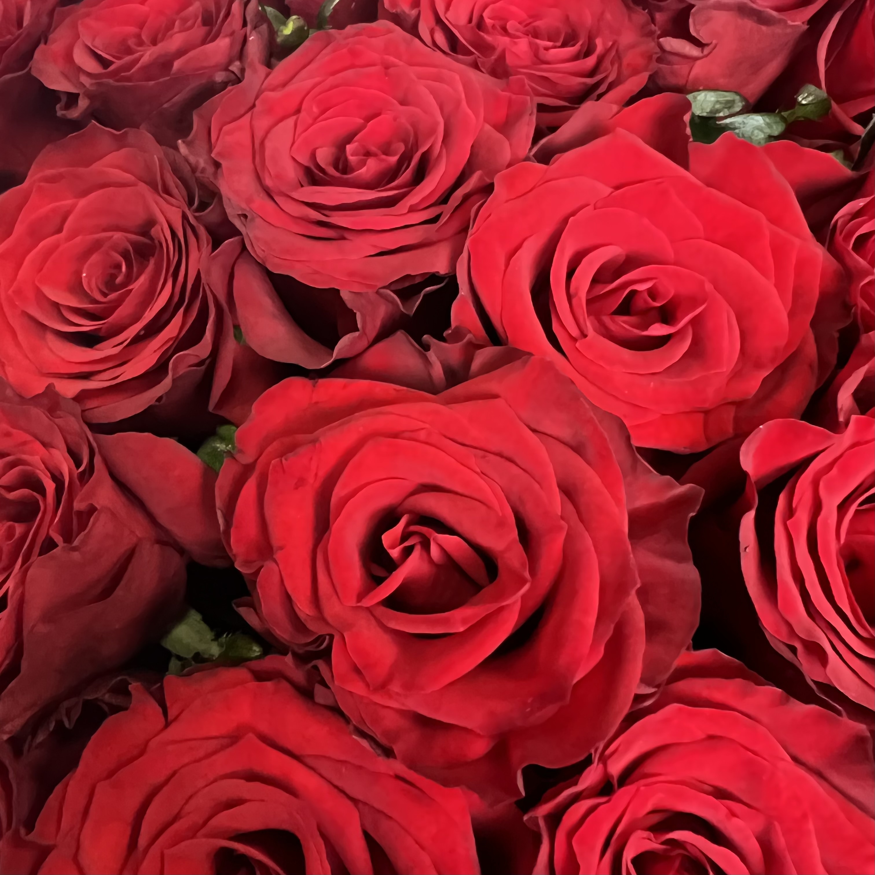 Букеты из роз Букет из 29 роз сорта Престиж (70 см)