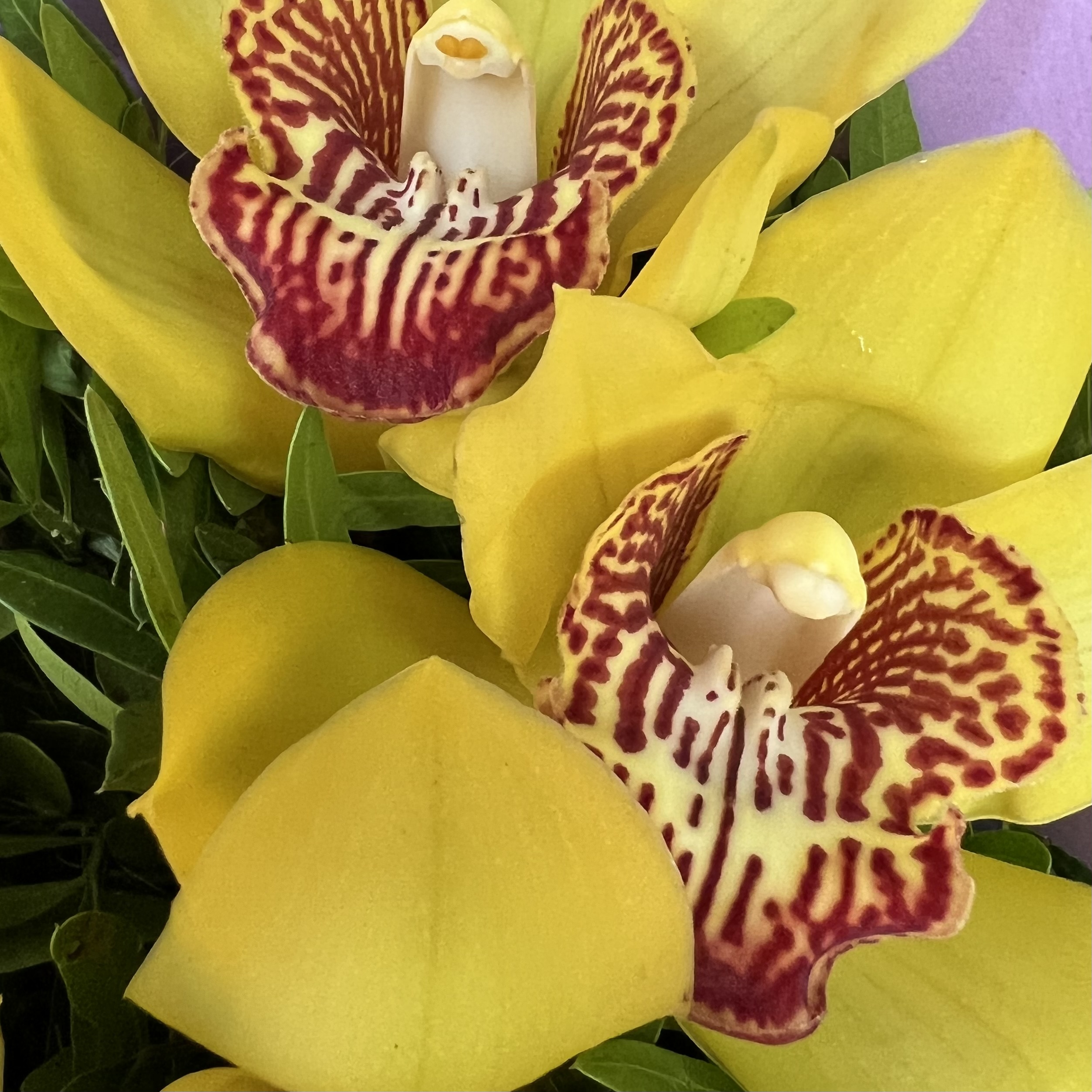 Орхидеи Букет из 5 желтых орхидей