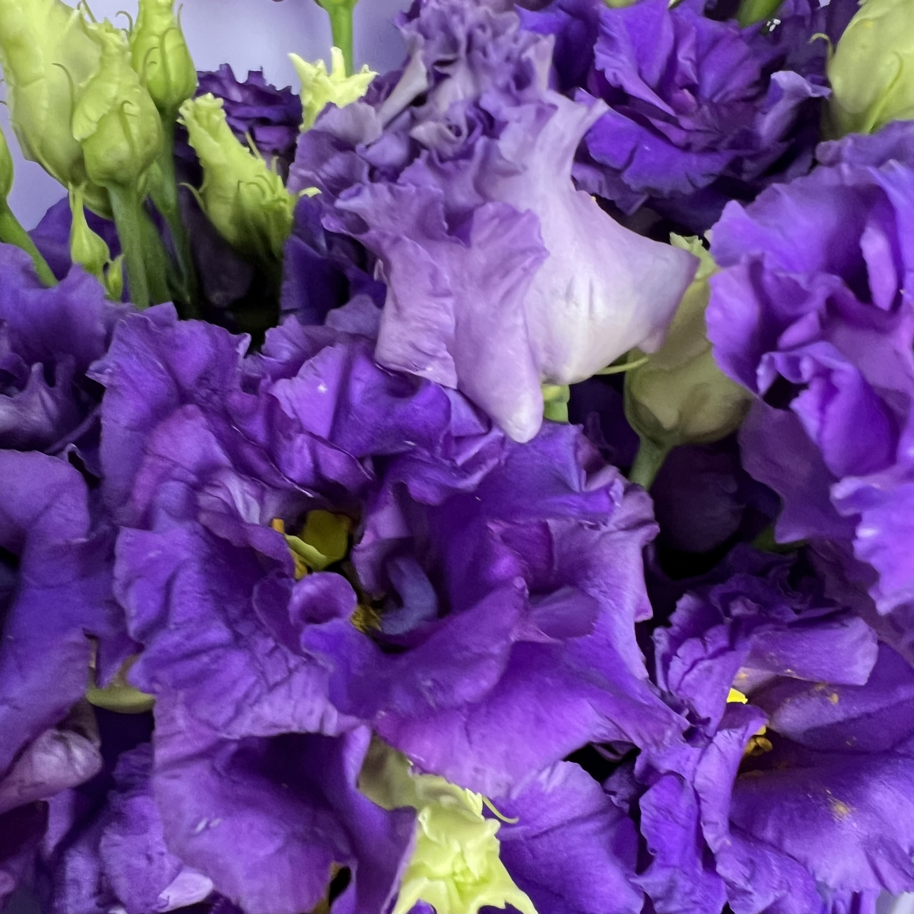 Эустома Букет из 7 фиолетовых эустом