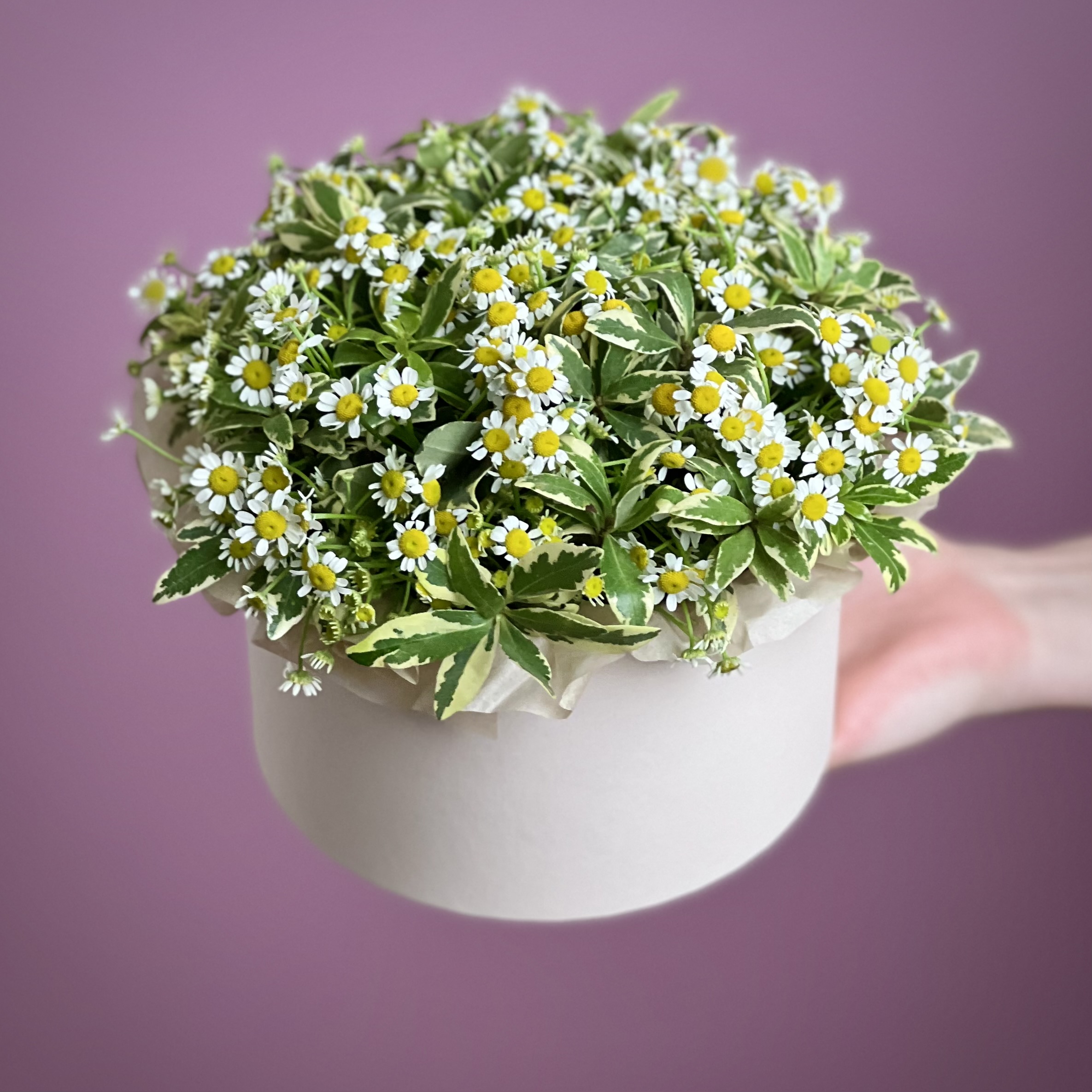 Цветы в коробке Ромашки кустовые в коробке S
