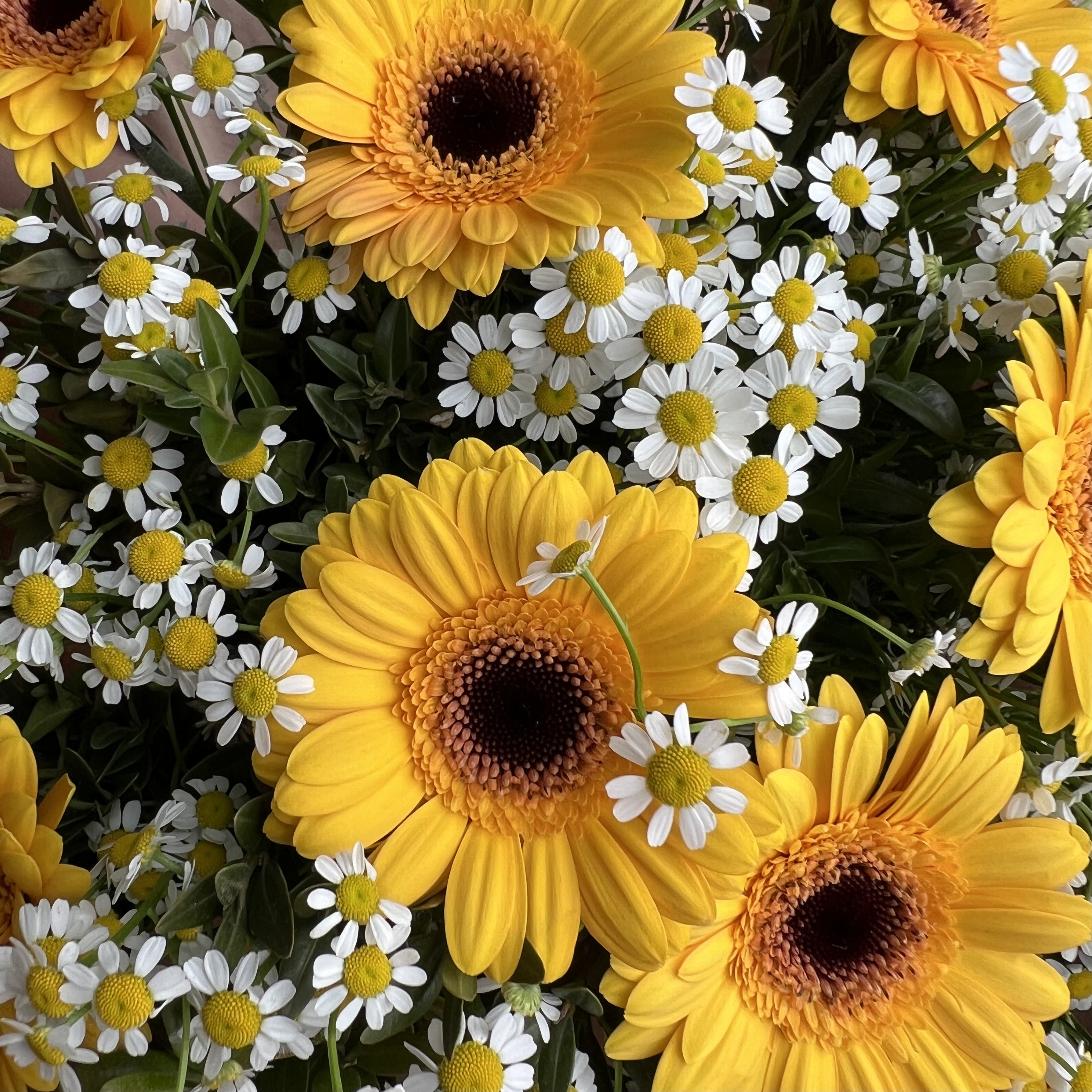 Герберы Букет Sunshine