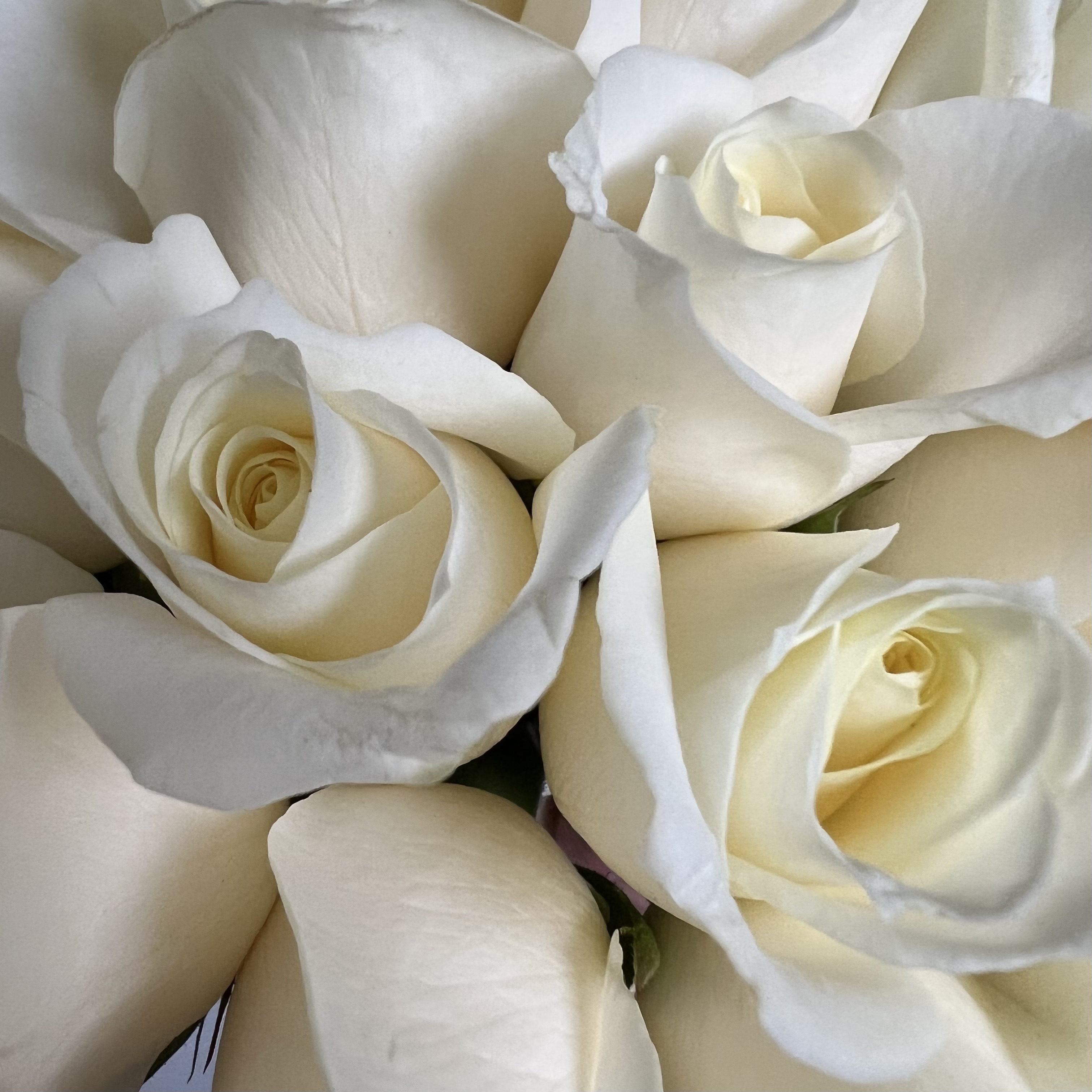 Букеты из роз Букет невесты №18