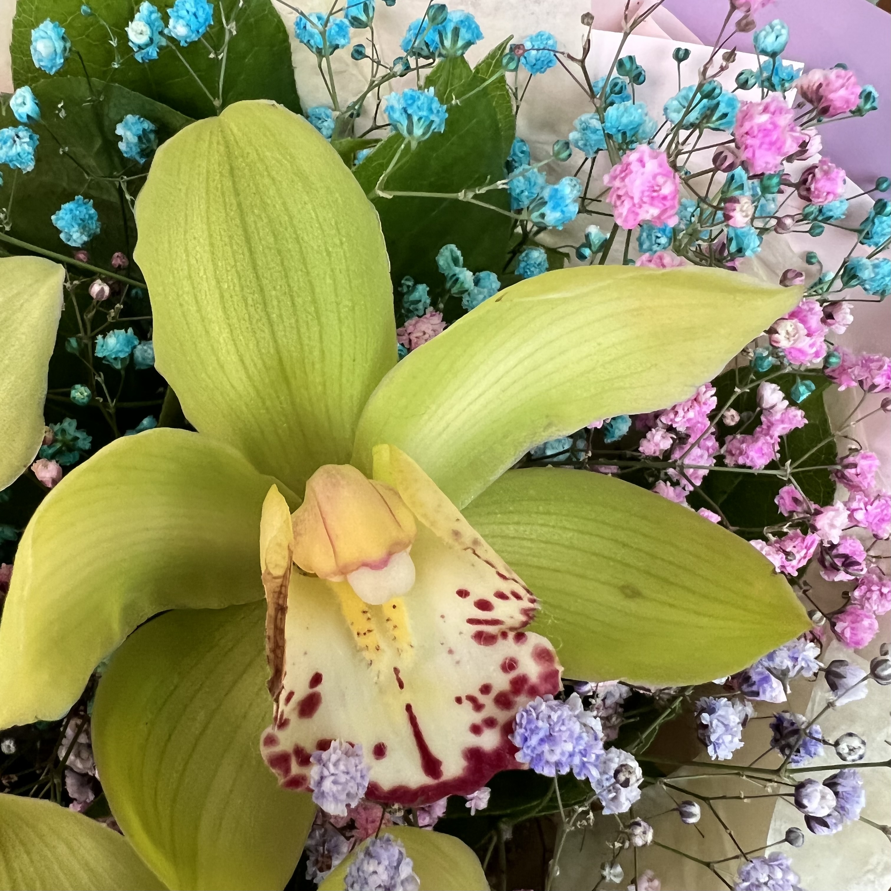 Орхидеи Букет Милана