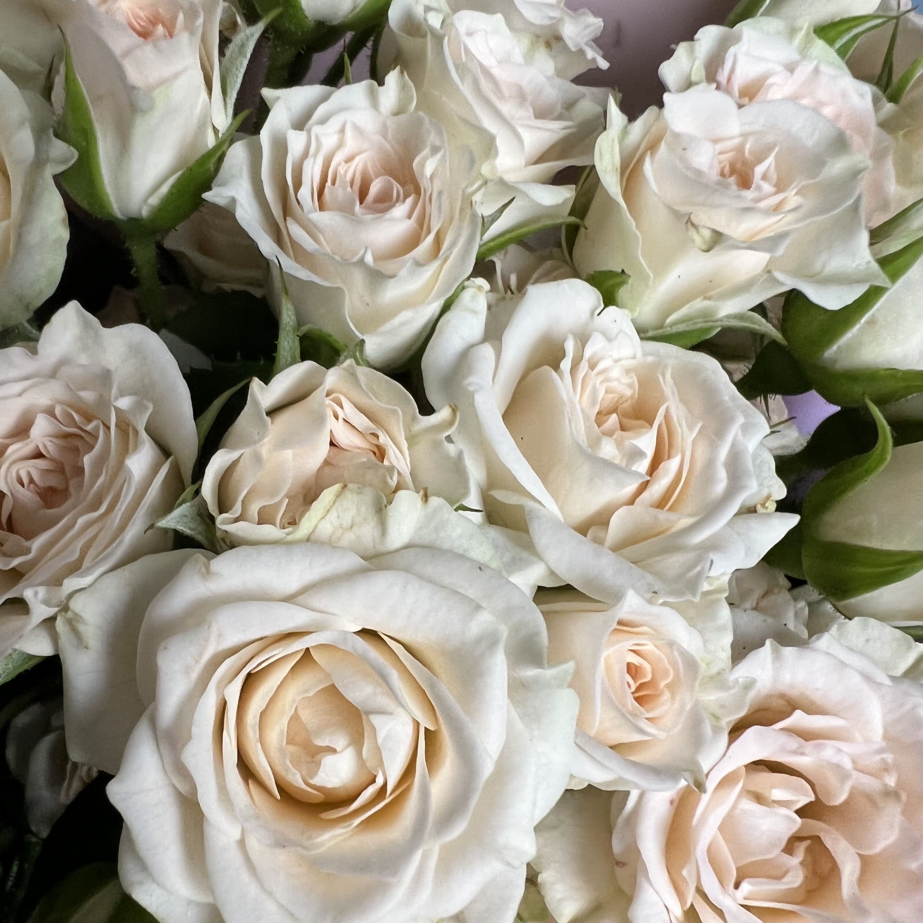 Кустовая роза Букет из 17 кустовых кремовых роз