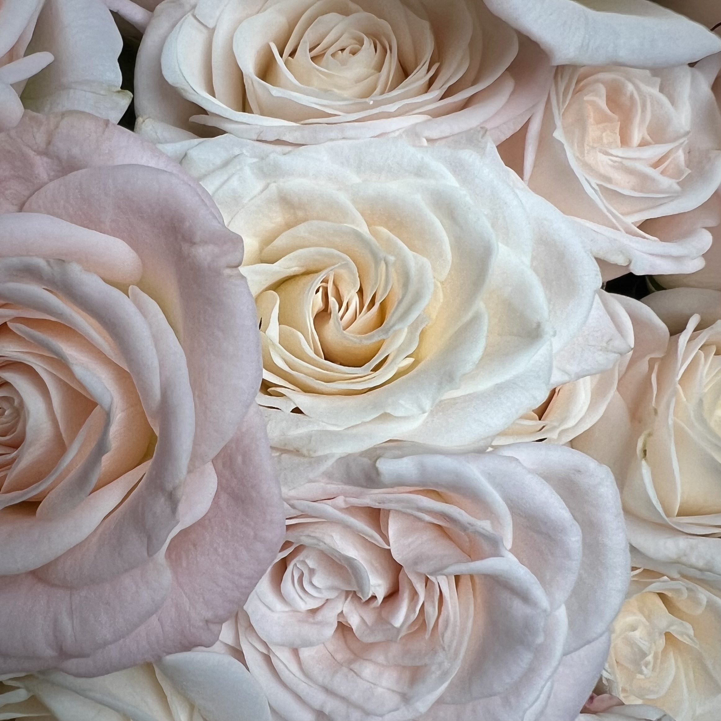 Кустовая роза Букет из 11 розовых кустовых пионовидных роз