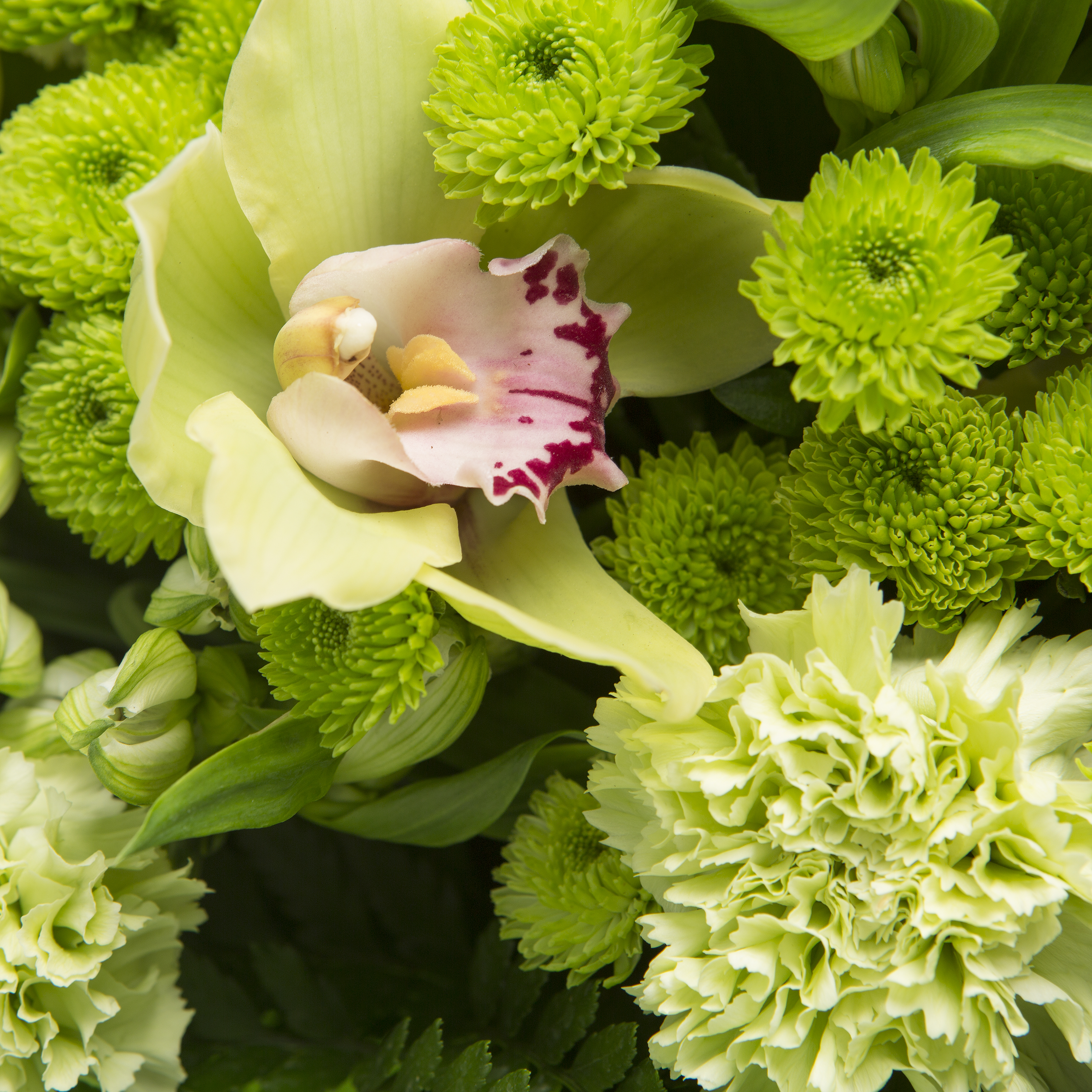 Хризантемы Букет Грин-ти