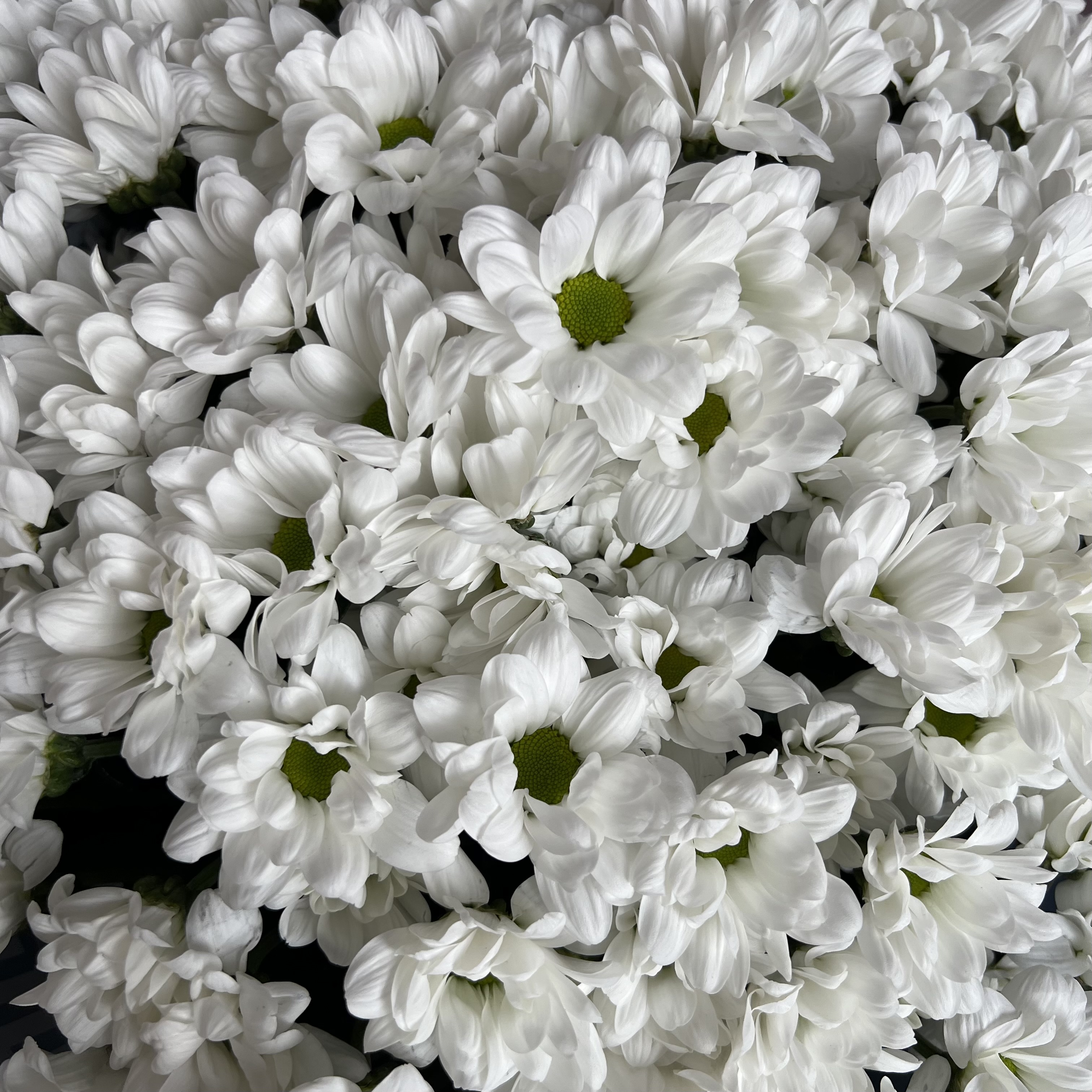 Хризантемы Букет из 19 кустовых хризантем