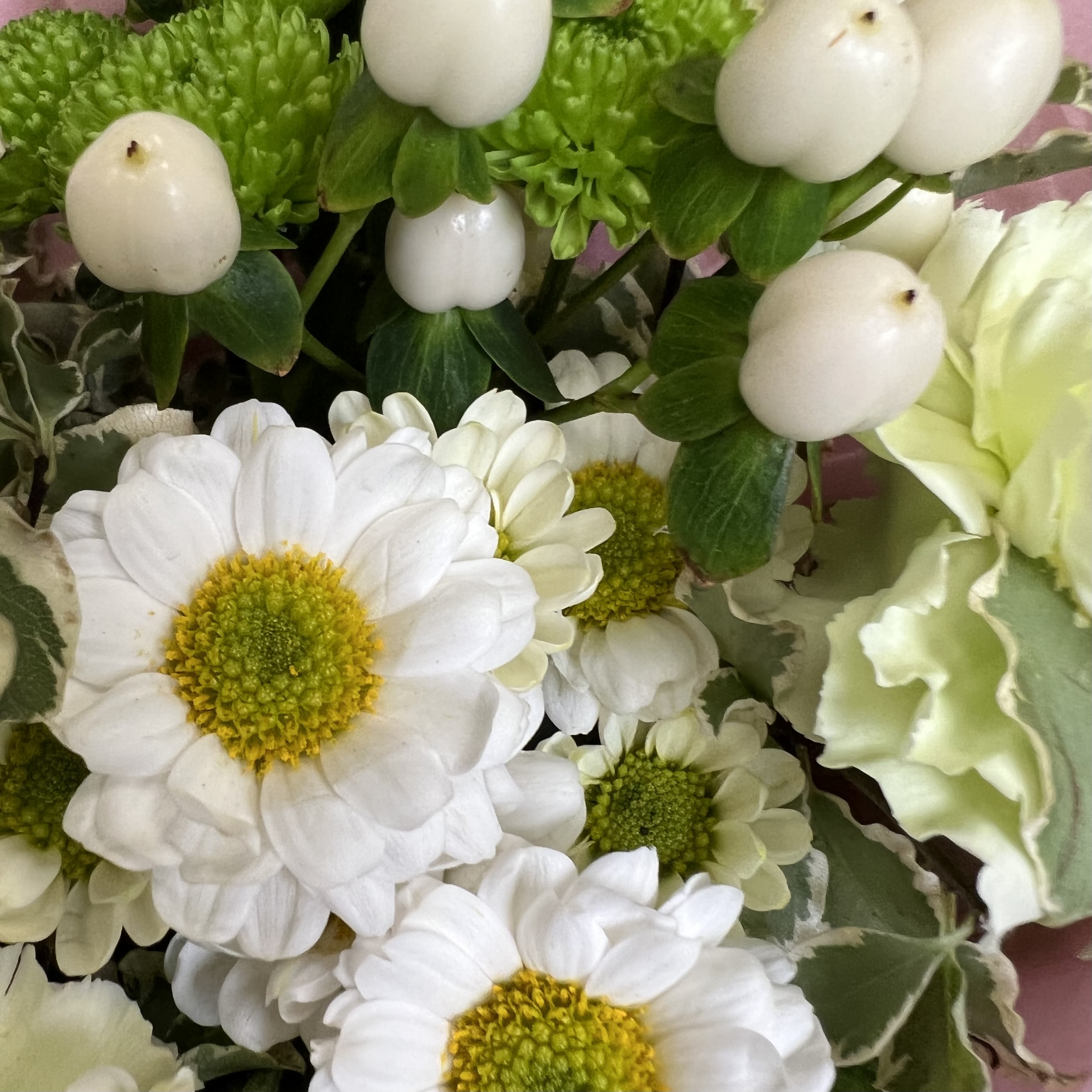 Гвоздики Букет Свежесть