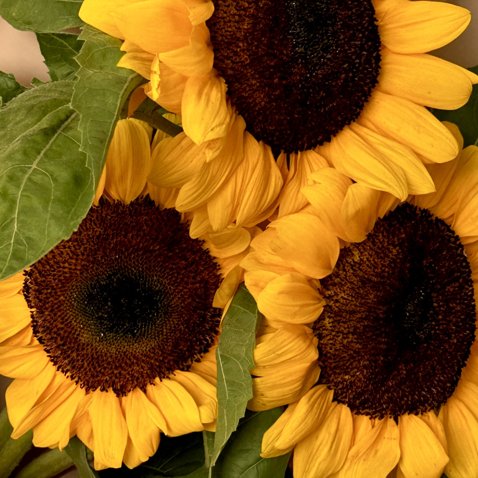 Подсолнухи Букет из 3 подсолнухов