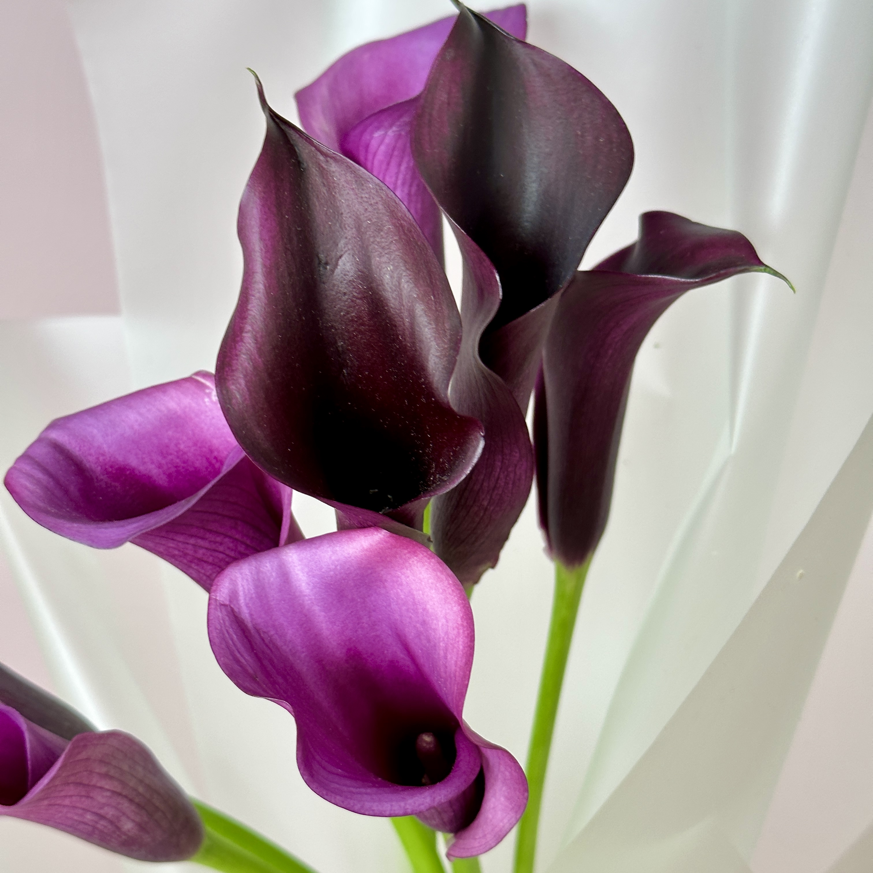 Каллы Букет из 7 черничных калл