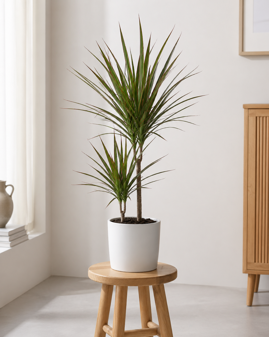 Живые растения в горшках Драцена Маргината в горшочке