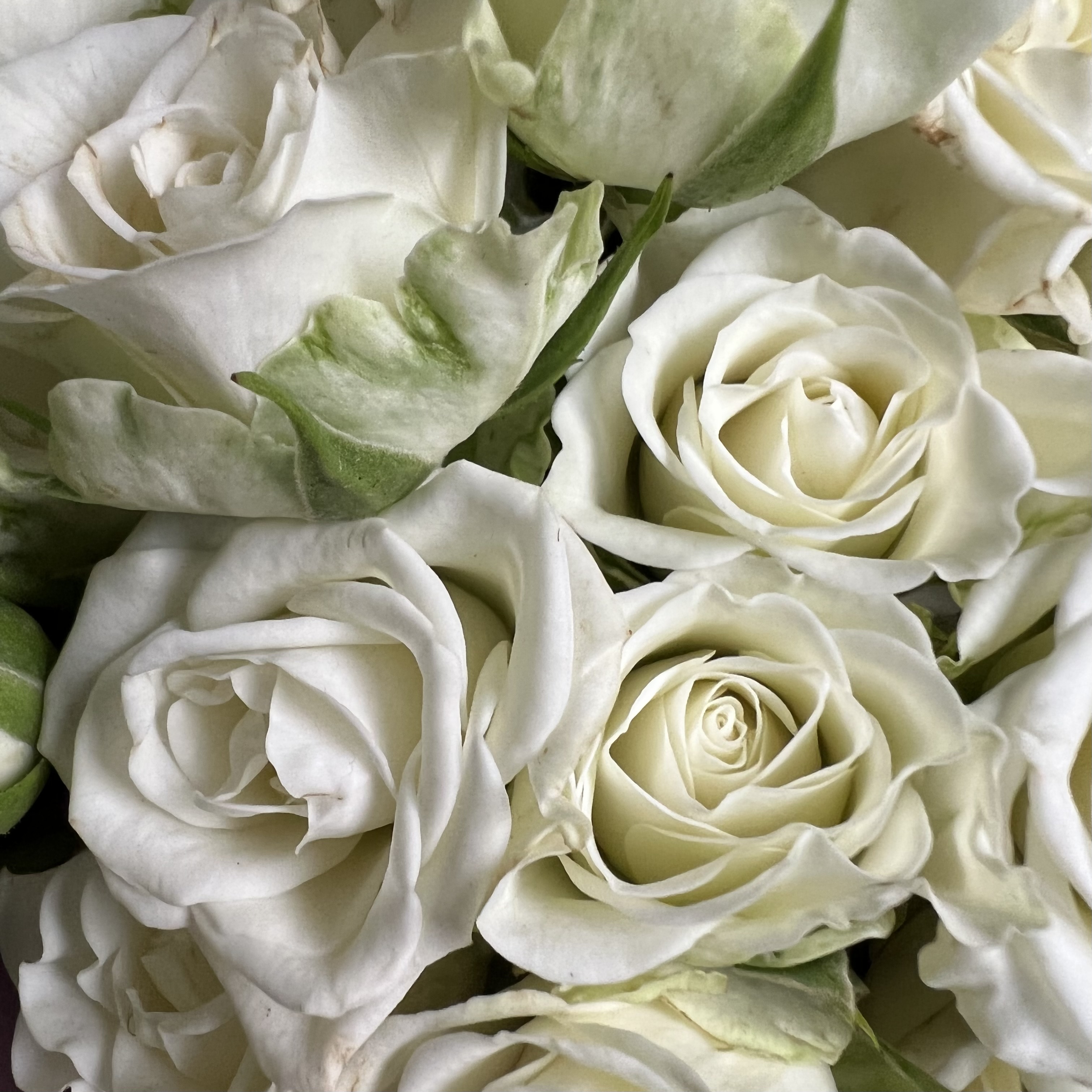 Кустовая роза Букет из 29 кустовых белых роз