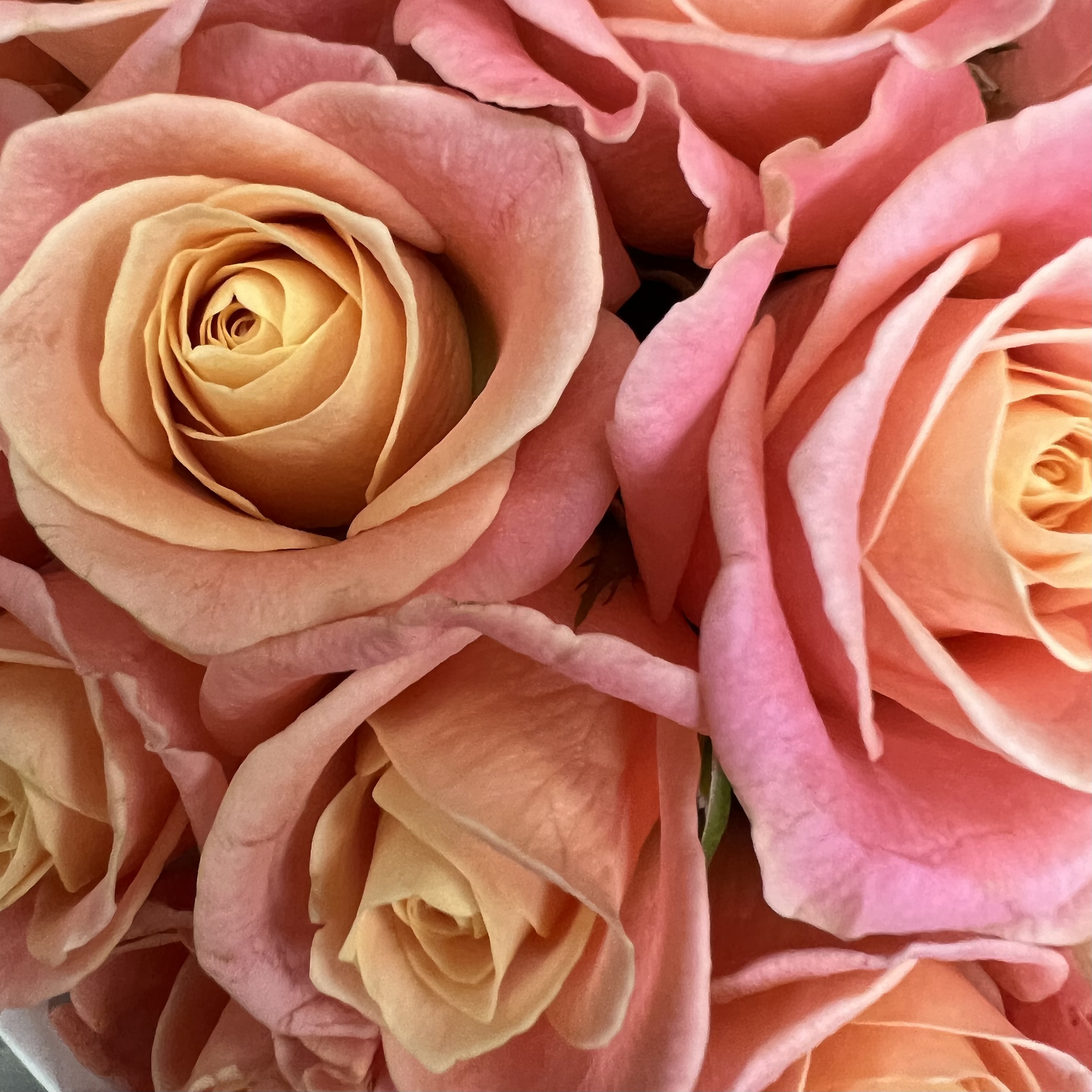 Букеты из роз Букет из коралловых роз Королек