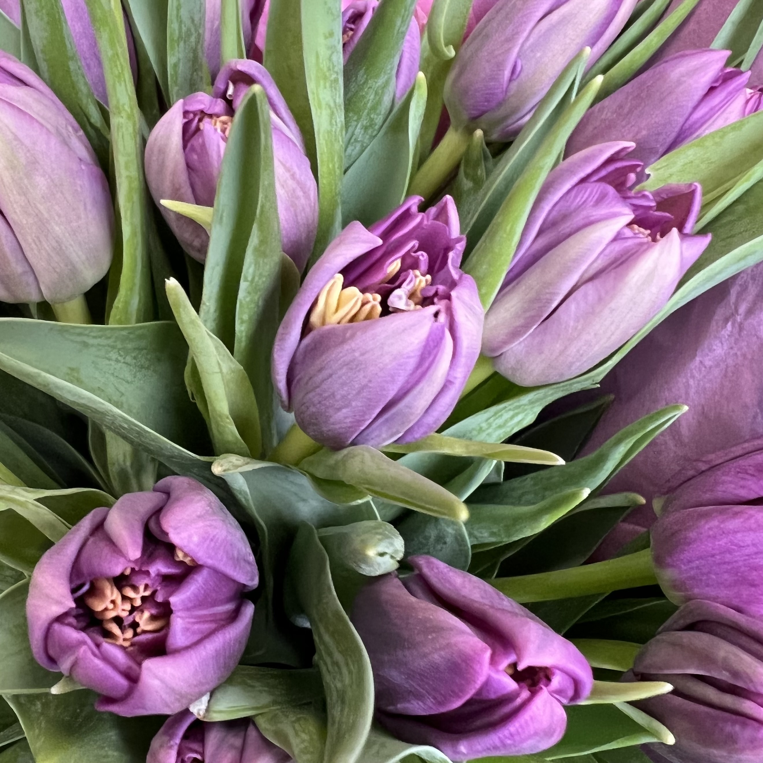 Тюльпаны Букет из 31 пионовидного тюльпана