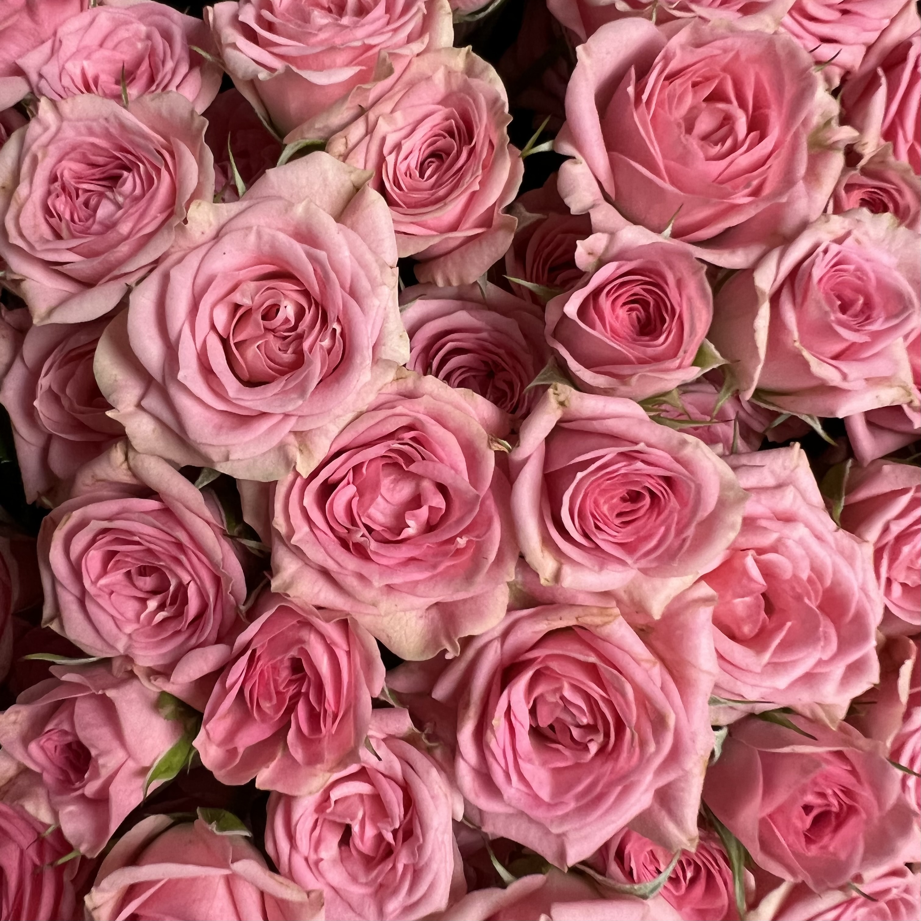 Кустовая роза Букет из 51 кустовой розовой розы