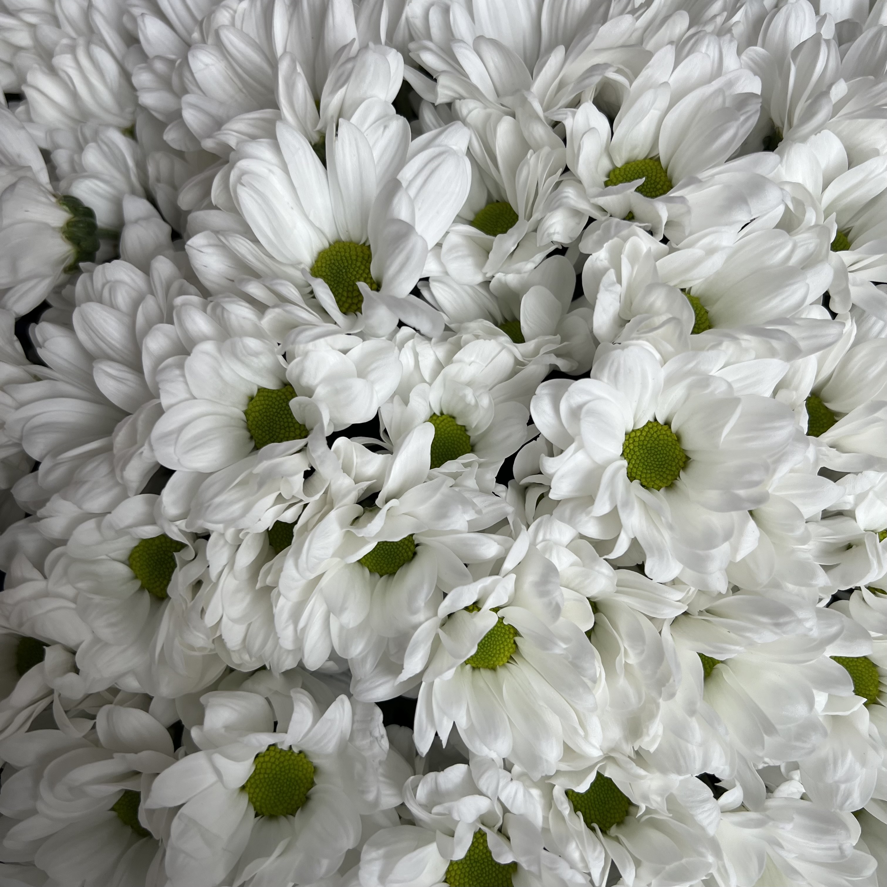 Хризантемы Букет из 21 кустовой хризантемы