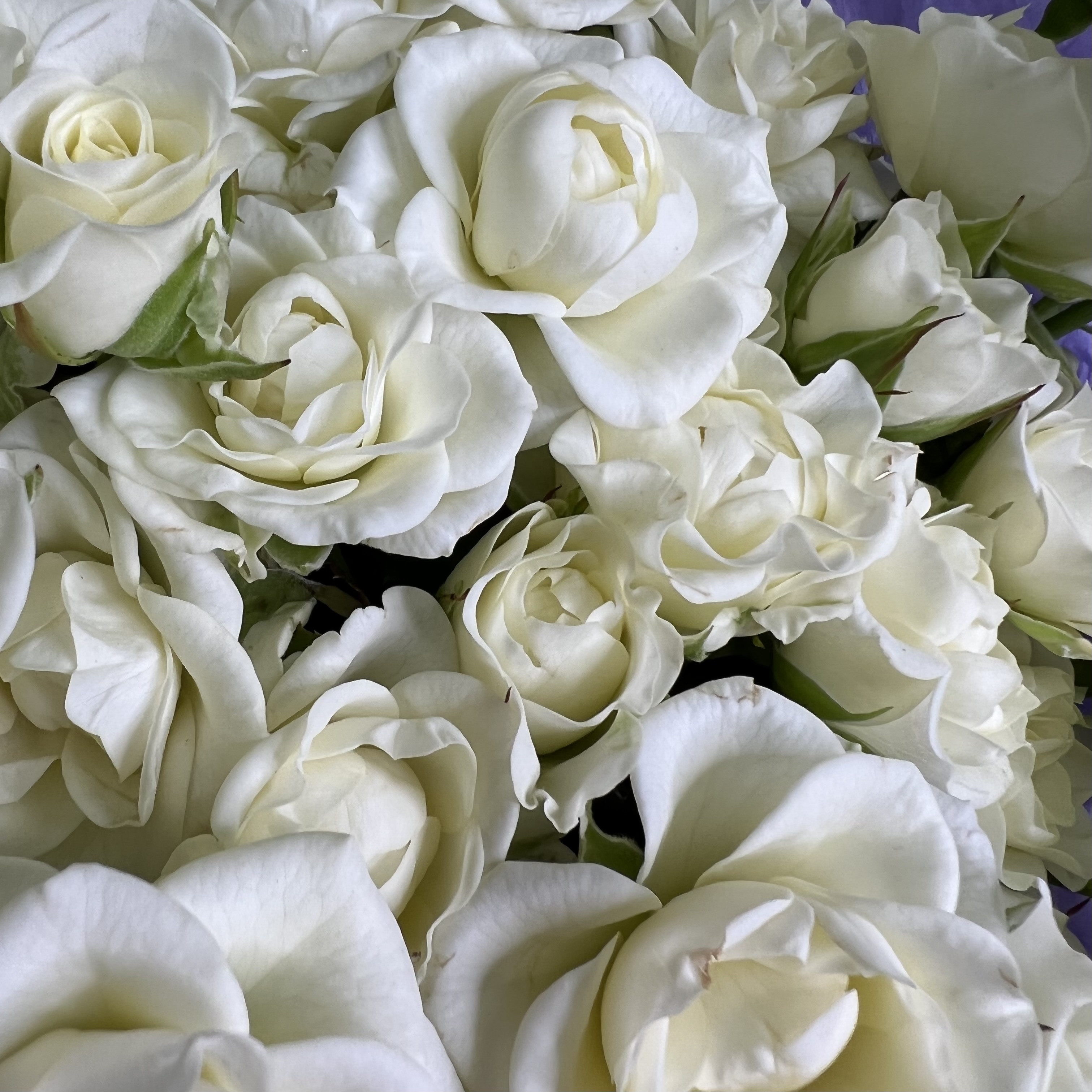 Кустовая роза Букет Вьюга