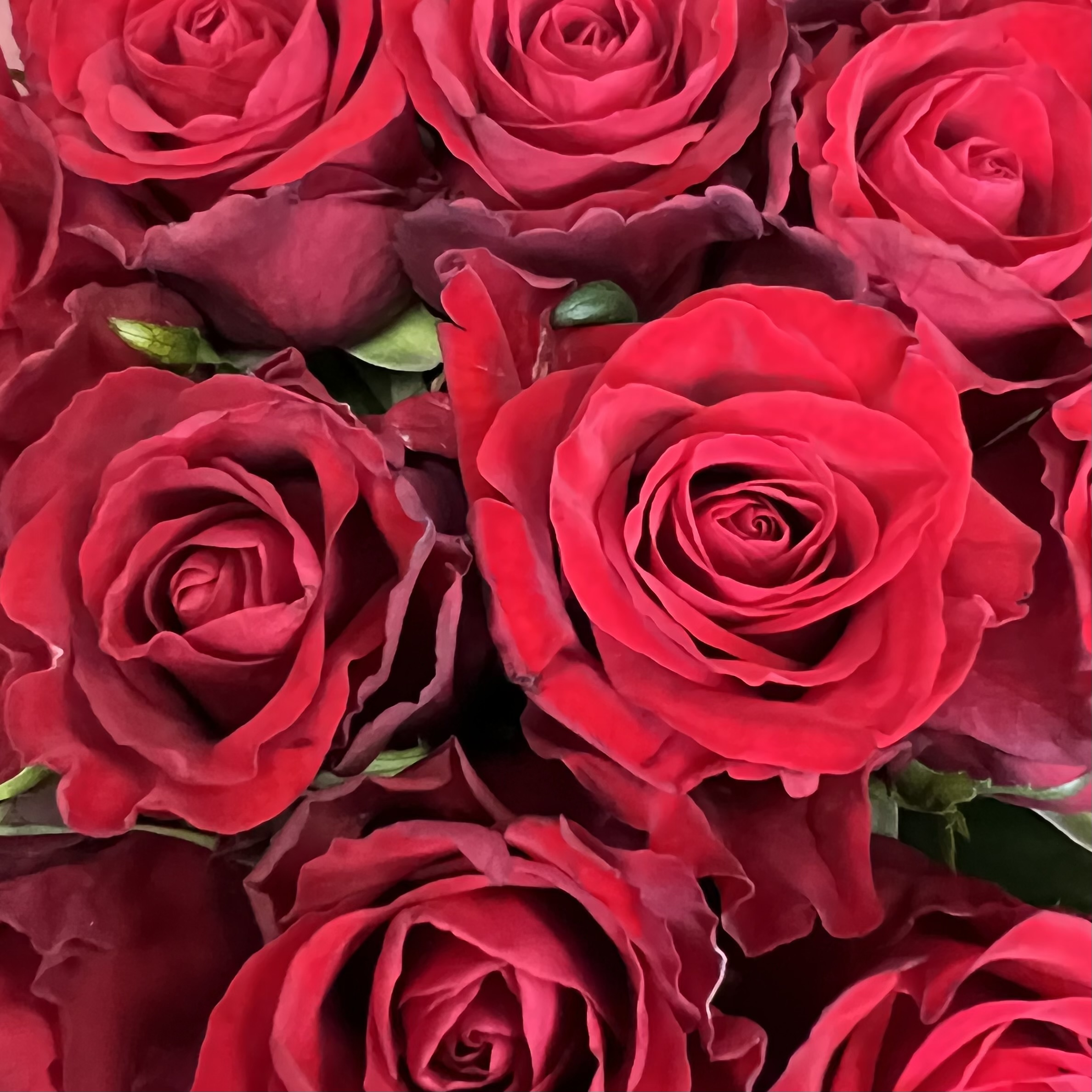 Букеты из роз Букет из роз 70 см Тру Лав 23 шт