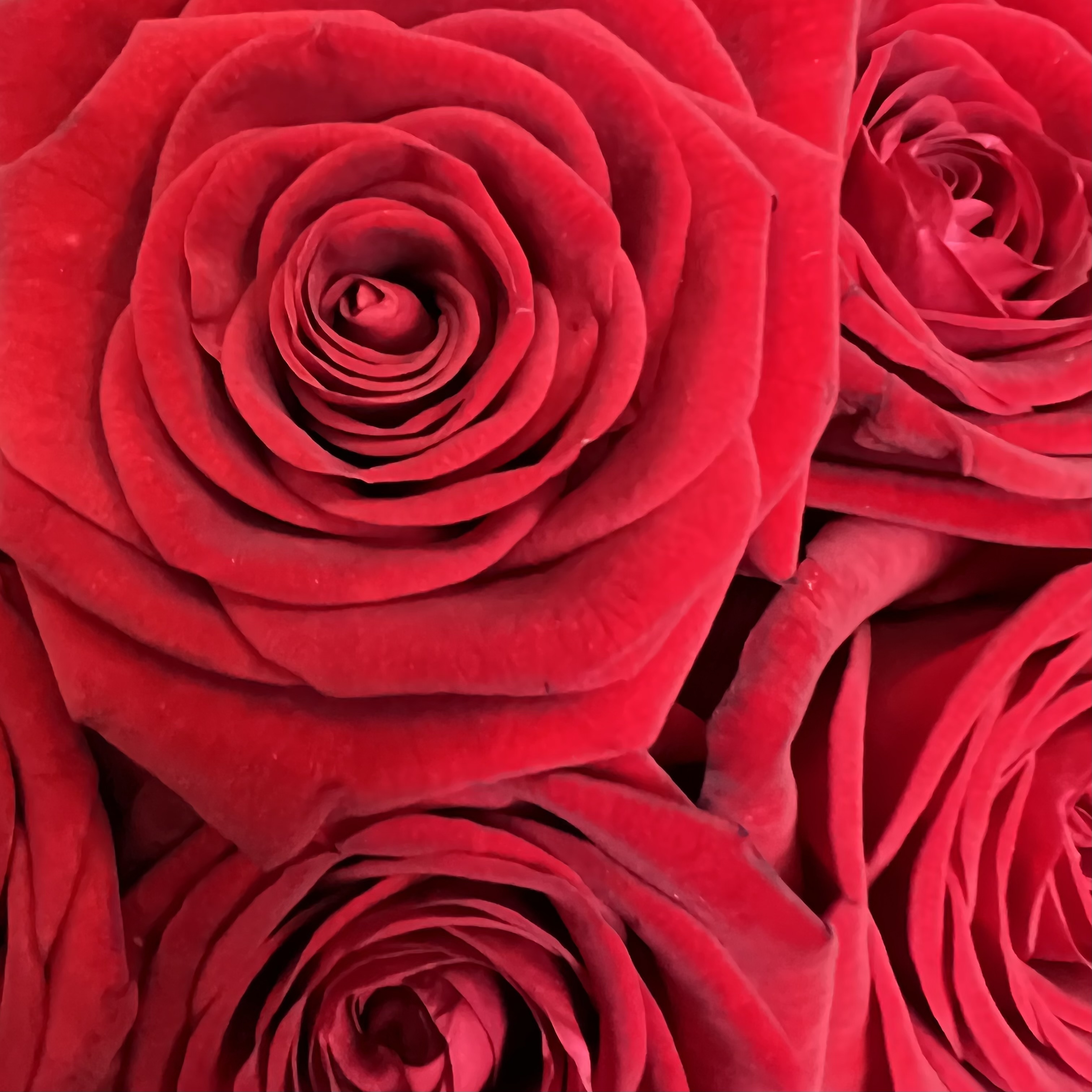 Букеты из роз Букет невесты №9