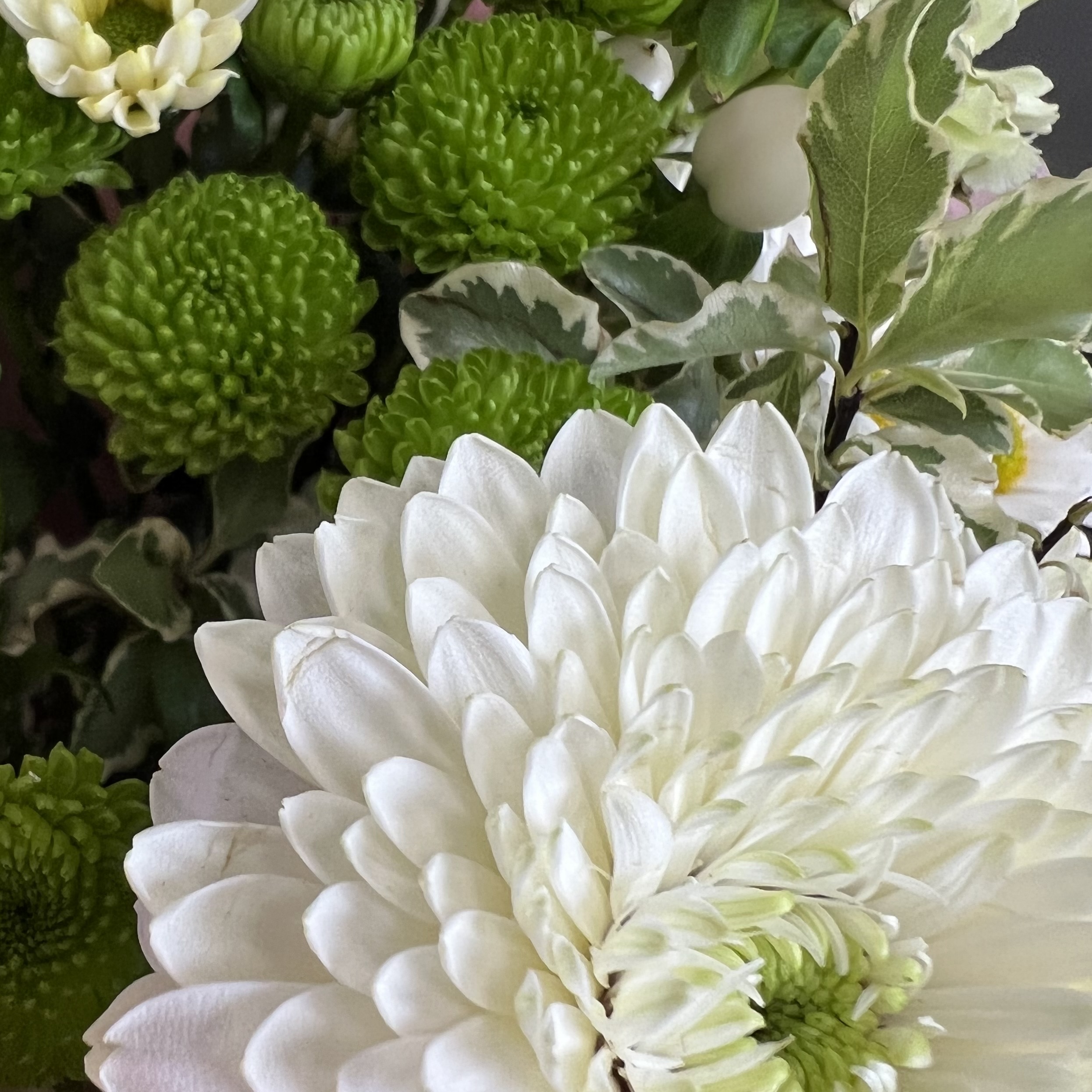 Гвоздики Букет Свежесть