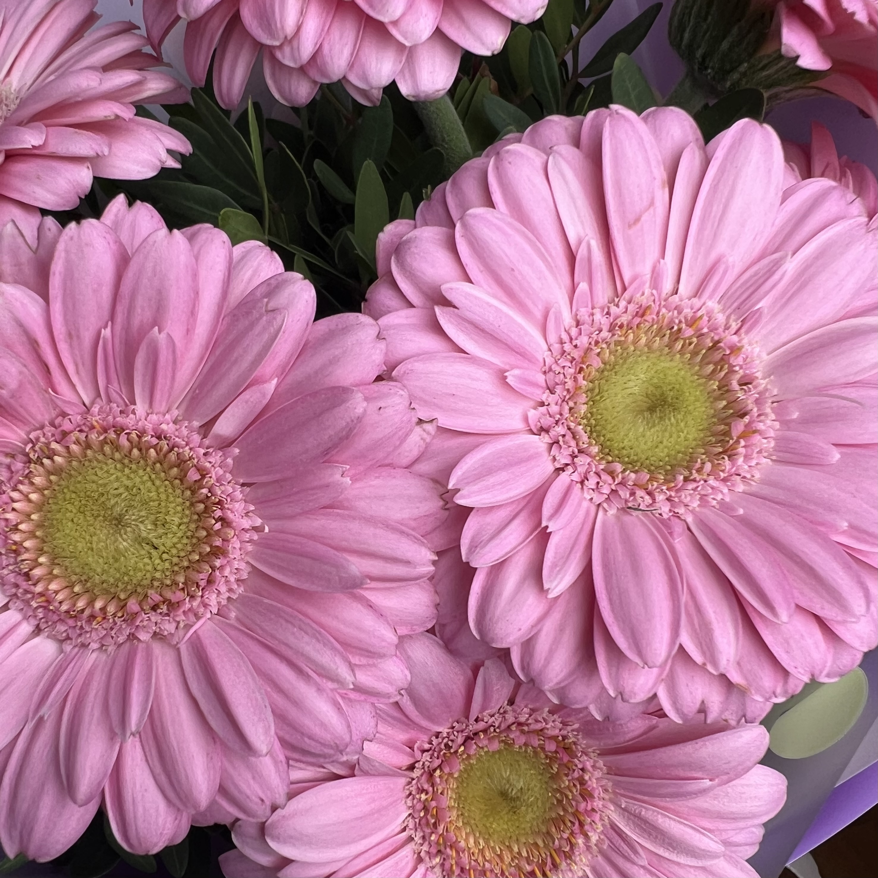 Герберы Букет из 7 розовых гербер мини