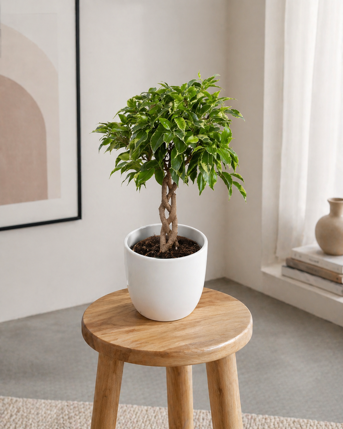 Живые растения в горшках Фикус Бенджамина в горшочке