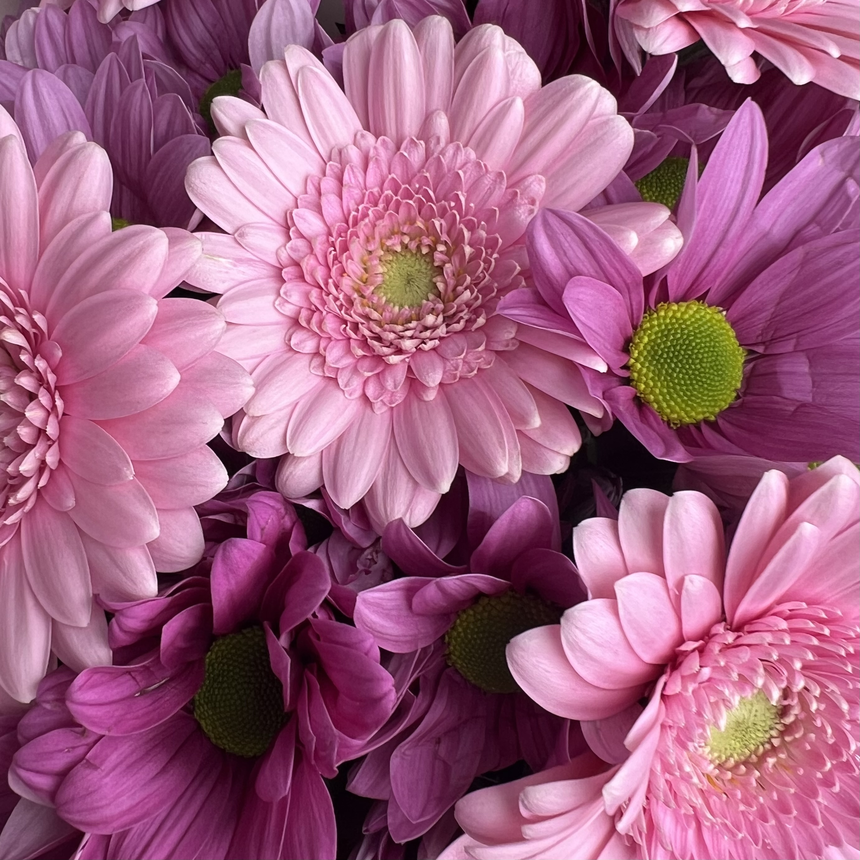 Герберы Букет Бага