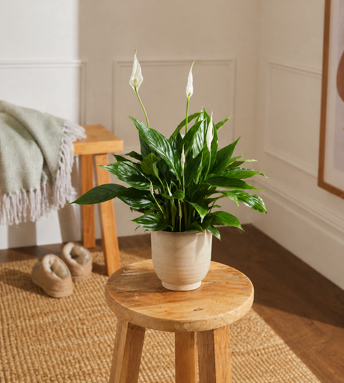 Живые растения в горшках Спатифиллум в горшочке