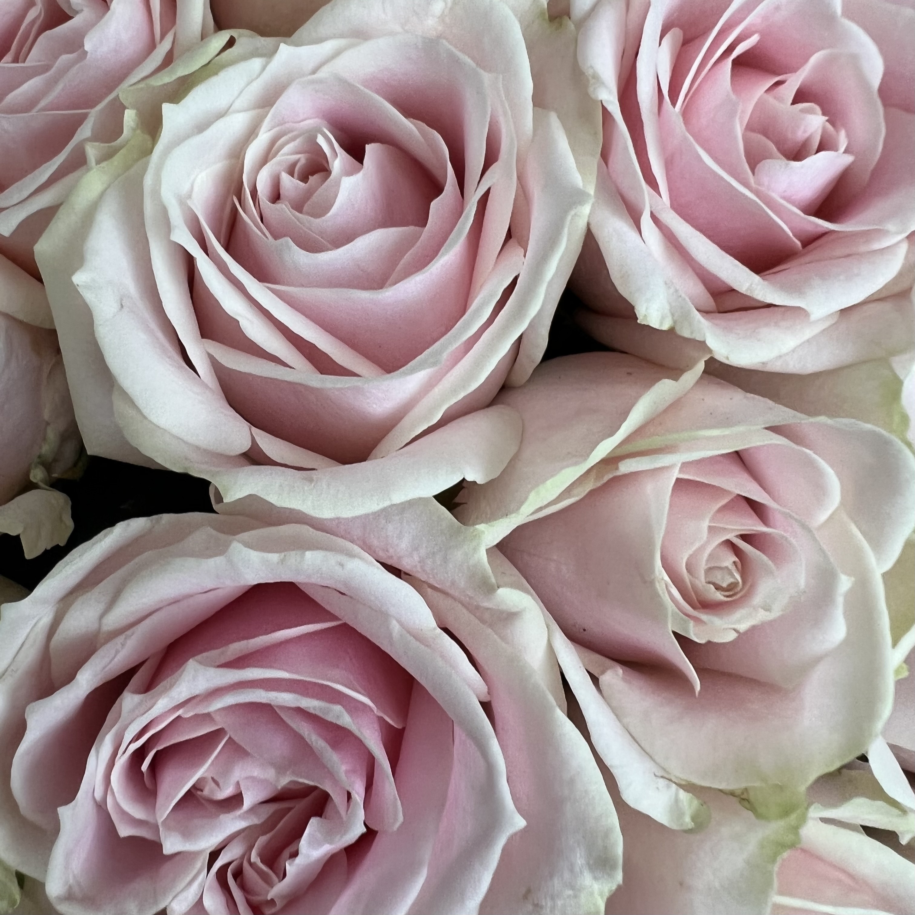 Букеты из роз Букет из роз Свит Аваланж 70 см 29 шт