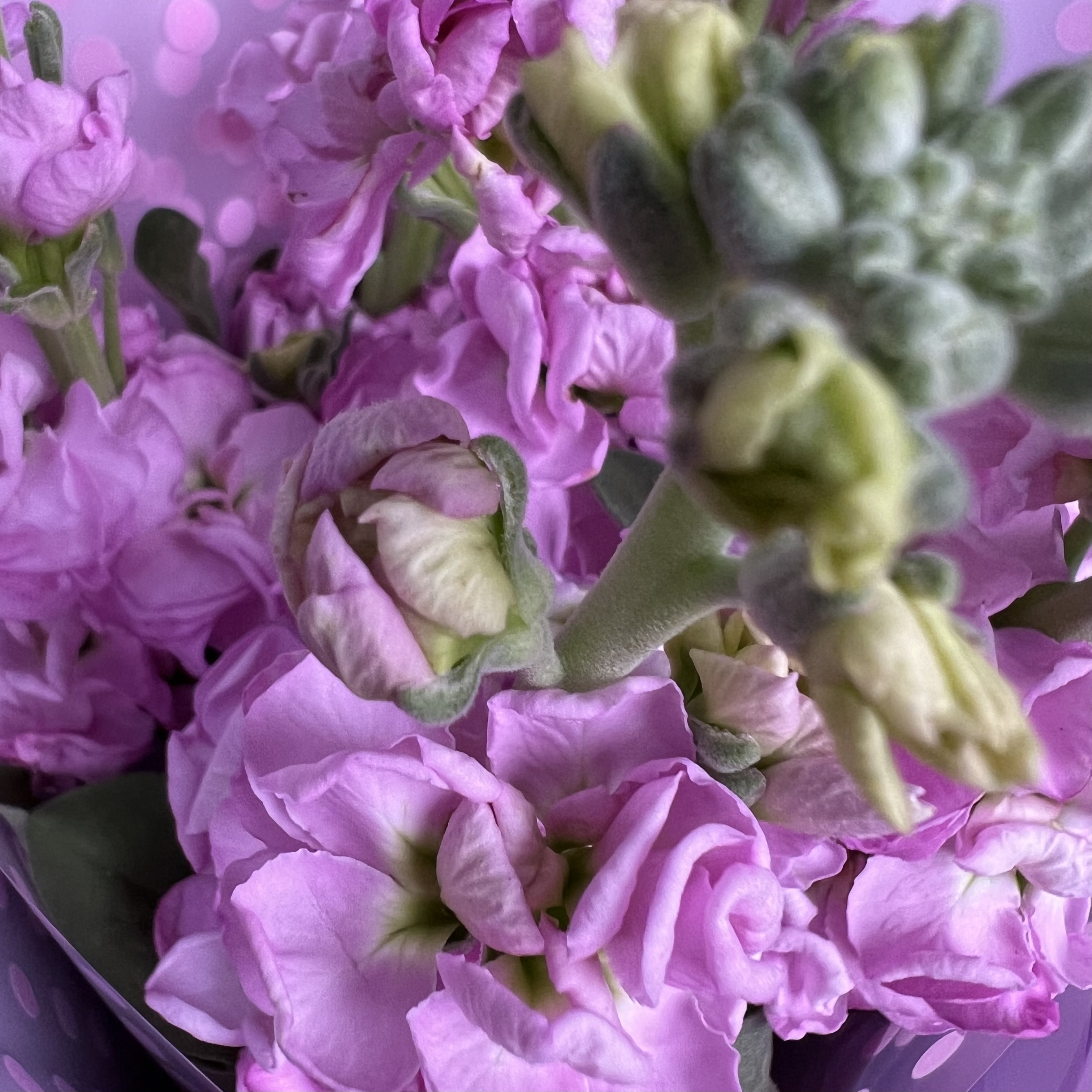 Маттиола Букет из 7 розовых маттиол