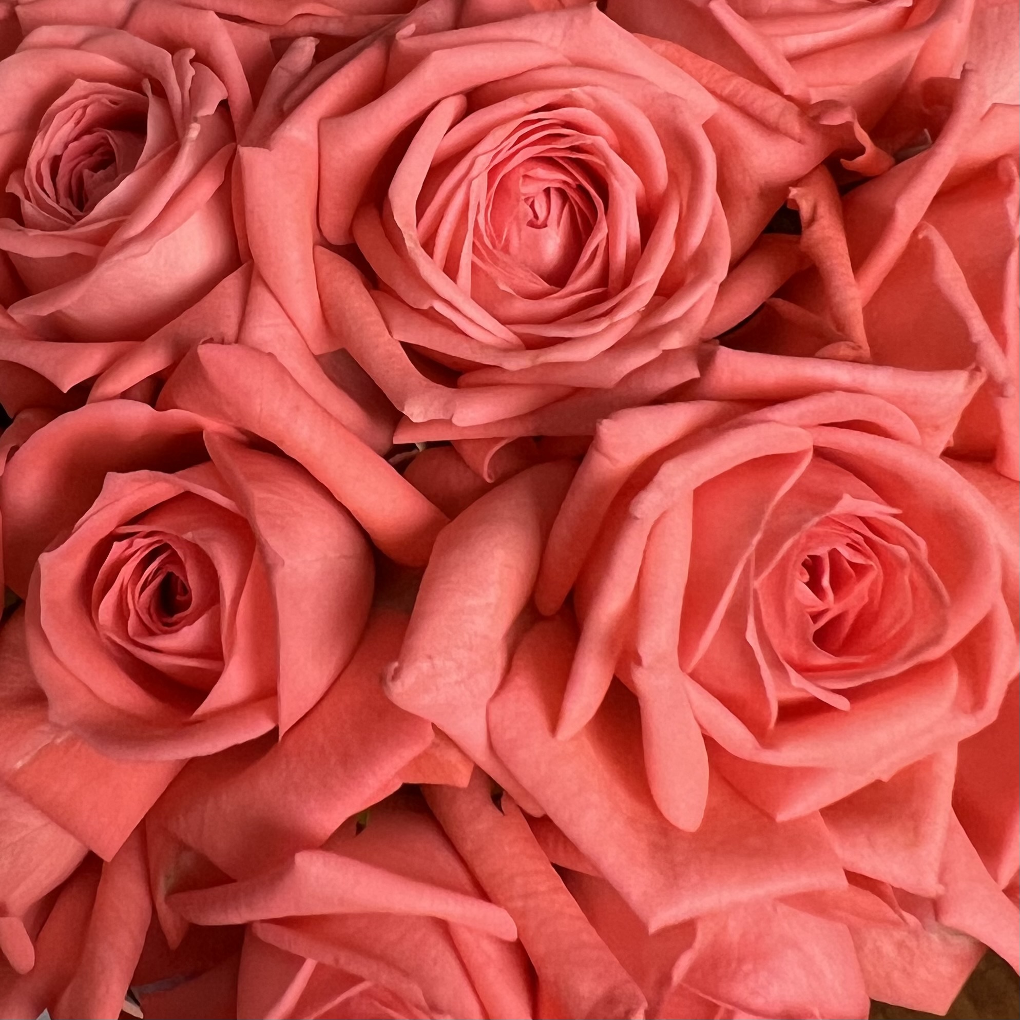 Цветы в коробке Коралловые кустовые розы в шляпной коробке XS