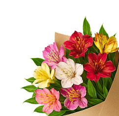 Альстромерии