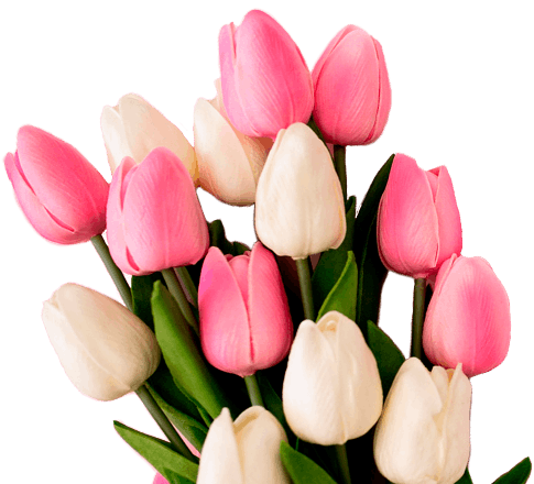 Голландские тюльпаны